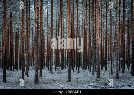 une belle forêt de pins juste glissée par des pins minces et longs Banque D'Images