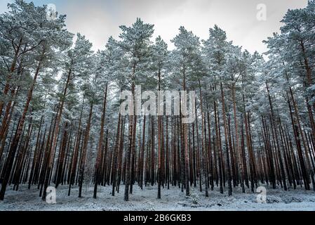 une belle forêt de pins juste glissée par des pins minces et longs Banque D'Images