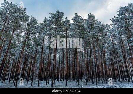 une belle forêt de pins juste glissée par des pins minces et longs Banque D'Images