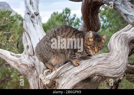 Chat offensé se trouve sur une branche d'arbre, regarder la caméra, la mise au point douce. Banque D'Images