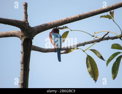 Oiseau De Terai Occidental, Forêt De Rohini River Bank, Rupandehi, Népal Banque D'Images