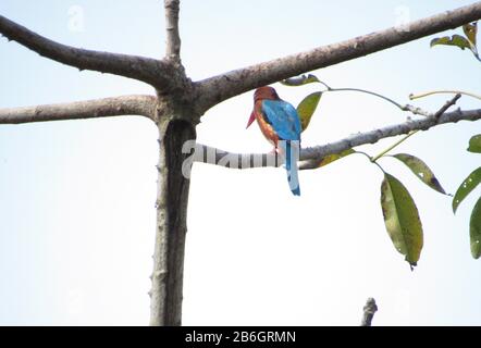 Oiseau De Terai Occidental, Forêt De Rohini River Bank, Rupandehi, Népal Banque D'Images