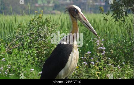 Oiseau De Terai Occidental, Forêt De Rohini River Bank, Rupandehi, Népal Banque D'Images