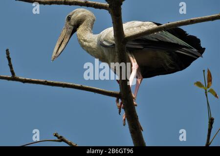 Oiseau De Terai Occidental, Forêt De Rohini River Bank, Rupandehi, Népal Banque D'Images