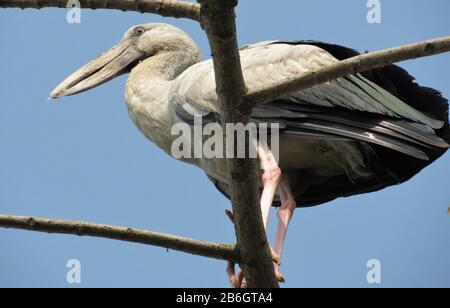 Oiseau De Terai Occidental, Forêt De Rohini River Bank, Rupandehi, Népal Banque D'Images