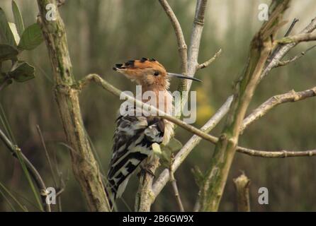 Oiseau De Terai Occidental, Forêt De Rohini River Bank, Rupandehi, Népal Banque D'Images