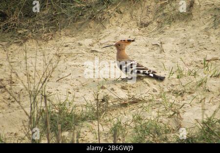 Oiseau De Terai Occidental, Forêt De Rohini River Bank, Rupandehi, Népal Banque D'Images