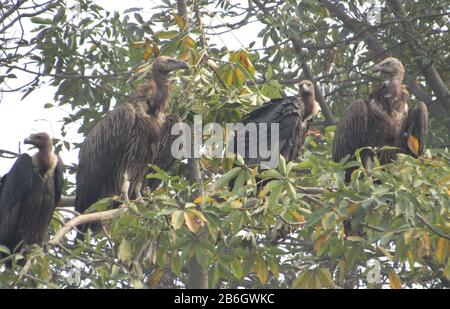 Oiseau De Terai Occidental, Forêt De Rohini River Bank, Rupandehi, Népal Banque D'Images