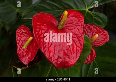 Belle fleur rouge d'Anthurium, fleur en forme de coeur Banque D'Images