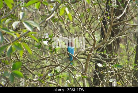 Oiseau De Terai Occidental, Forêt De Rohini River Bank, Rupandehi, Népal Banque D'Images