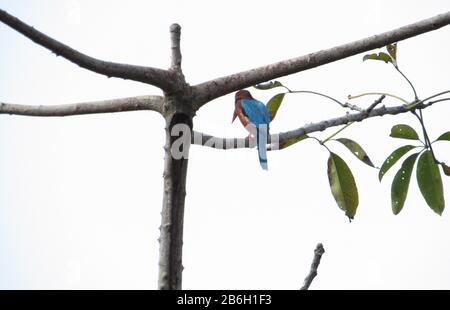 Oiseau De Terai Occidental, Forêt De Rohini River Bank, Rupandehi, Népal Banque D'Images