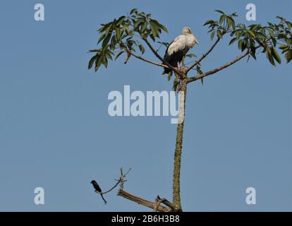 Oiseau De Terai Occidental, Forêt De Rohini River Bank, Rupandehi, Népal Banque D'Images