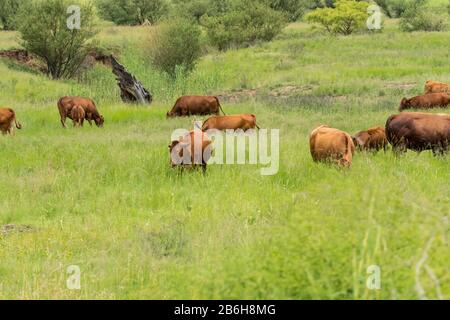 Troupeau de bovins de boucherie à aire libre pacage dans un pré, un pâturage, un champ dans une ferme de Kwazulu Natal, Afrique du Sud au pied des montagnes du Drakensberg Banque D'Images