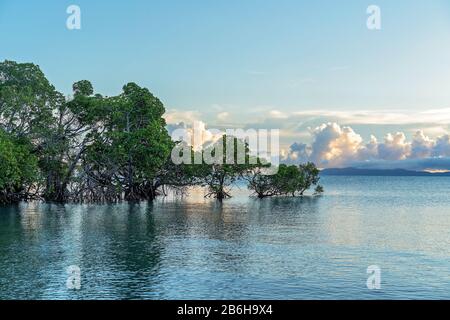 Lumière tôt le matin sur les mangroves qui poussent dans l'océan Banque D'Images