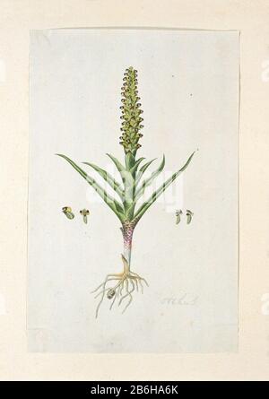 Corycium orobanchoides (Lf) Swartz orchus (titel op object) corycium orobanchoides (Lf) Swartzorchus (titre object) Type de propriété: Dessin album feuille Numéro d'article: RP-T-1914-18-43 Inscriptions / marques: Annotation, en bas à droite, crayon: 'Orchus (l'écriture de Gordon? ) Description: Corycium orobanchoides (Lf) Sw (artz).. A orchideeënsoort. Fabricant : artiste: Robert Jacob Gordon Date: Oct 1777 - mar-1786 Caractéristiques physiques: Pinceau en aquarelle dans les couleurs, crayon et noir craie matériau: Crayon papier craies pastels aquarelle technique: Taille de pinceau: Feuille d'album: H 660 mm × W 480 mblad: H 371 mm × W 2 Banque D'Images