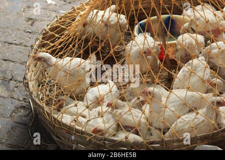 Poulets à griller à l'intérieur de la cage à vendre à Hogg Market, Kolkata Banque D'Images