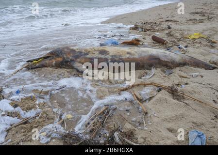 Le dauphin mort lavé sur la plage de sable est entouré de déchets en plastique, de bouteilles et d'autres débris en plastique, la pollution marine plastique tuant marine Banque D'Images