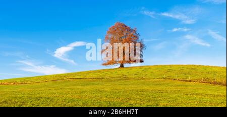 Hêtre européen (Fagus sylvatica) en automne, Rieden am Forggensee, Ostallgaeu Allgaeu Bayerisch souabe,,, Bavière, Allemagne Banque D'Images