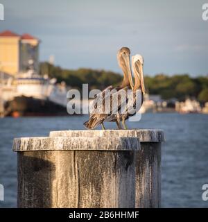 Pélicans bruns (Pelecanus occidentalis) assis sur des piquets de bois, rivière St. Johns, île Amelia, Floride, États-Unis Banque D'Images