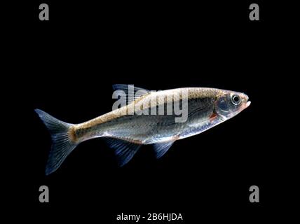 Spirlin (Alburnoides bipunctatus), captif, France Banque D'Images