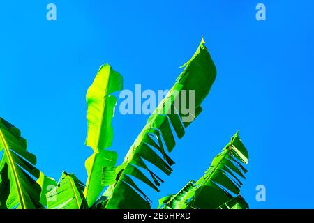 Texture de la feuille de bananier tropical, de grands palmiers feuillage sur fond de la lumière du soleil. Concept de vacances tropicales. Banque D'Images