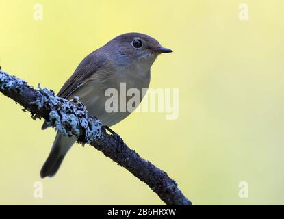 La flycatcher rouge femelle (ficedula parva) pose simple sur une petite branche avec un fond lumineux propre Banque D'Images