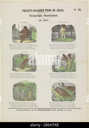 Les singes (objet titre) imprime le magazine pour les jeunes (objet titre de la série) Histoire naturelle (objet titre de la série) feuille avec six représentations de singes différents, comme un chimpanzé, un babouin et un singe d'araignée. Au-dessus de chaque montre un titre et au-dessous de chaque montre un verset de quatre lignes. Numéroté en haut à droite : n° 70. Fabricant : Publisher: Dirk Nothooven Groor (bâtiment classé) printmaker: Fabrication anonyme: Éditeur: Leiden Imprimer auteur: Pays-Bas Date: 1850 - 1881 Caractéristiques physiques: Bois engrai coloré en jaune, vert et orange; matériel d'impression de texte: Papier technique: Bois engraa / couleurs / Banque D'Images