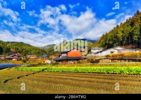 Les cultures d'oignons de printemps sur le sol noir dans le village agricole japonais sur une ferme éloignée près de Kyoto, entourées de maisons agricoles et de serres. Banque D'Images