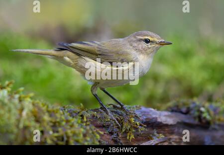 La cheffballe commune (phylloscopus collybita) regardant curieusement assis sur la branche dans un endroit humide de la mousse près de l'étang de l'eau Banque D'Images