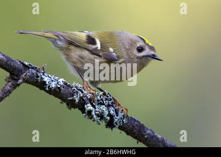 Charmant Goldcrest (regulus regulus regulus) perché sur la branche couverte de lichen dense dans les bois d'été Banque D'Images