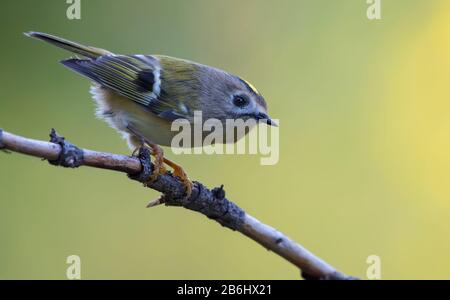 Petit Goldcrest (regulus regulus regulus) perché sur peu de brindilles dans la forêt verte Banque D'Images