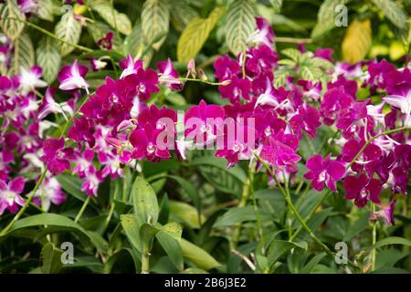 Fleurs d'Orchid Dendrobium Red Bull fleur de gros plan Banque D'Images