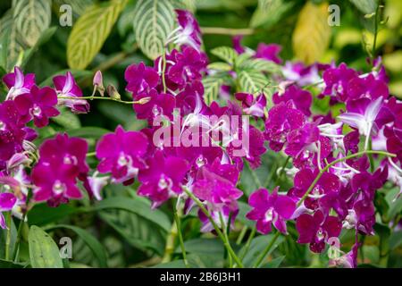 Fleurs d'Orchid Dendrobium Red Bull fleur de gros plan Banque D'Images