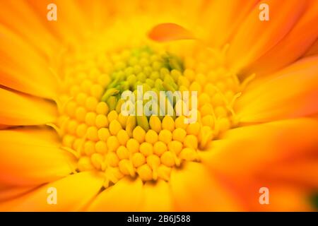 Gros plan sur le magnifique marigold de pot d'orange, centre de fleurs de Calendula officinalis Banque D'Images