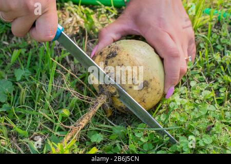 Les mains humaines coupent la racine de navets fraîchement récoltée avec un couteau dans le jardin Banque D'Images