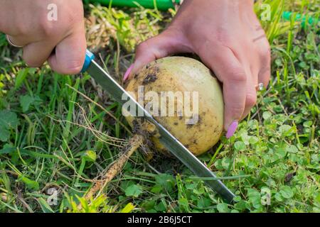 Les mains humaines coupent la racine de navets fraîchement récoltée avec un couteau dans le jardin Banque D'Images