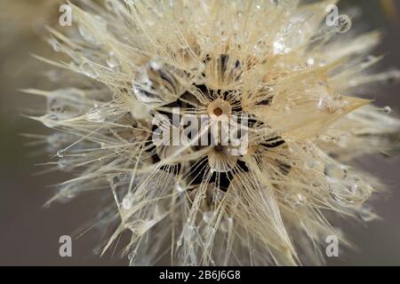 Gros plan des fluffs de fleurs humides de la catear (Hypochaeris radicata) délavées Banque D'Images