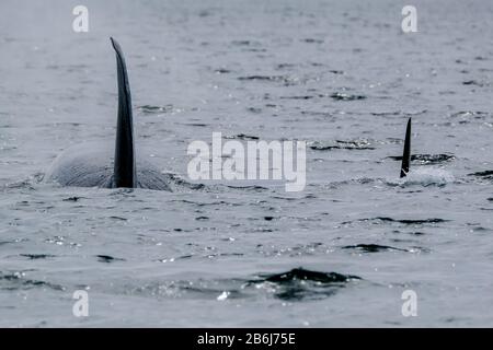 Deux épaulards à Tofino avec l'aileron au-dessus de l'eau, vue du bateau sur deux épaulards Banque D'Images