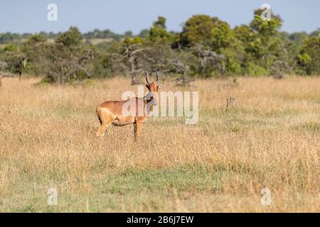 Single Jackson Heartebeest dans les herbes de savane courtes de la Mara Masai, Kenya Banque D'Images