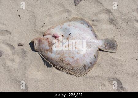 Flet européen mort (Platichthys flesus) poisson avec intestins dehors dans le sable de plage Banque D'Images