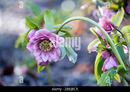 Lenten rose, hellebore, Helleborus × hybridus Harvington double rose moucheté Banque D'Images