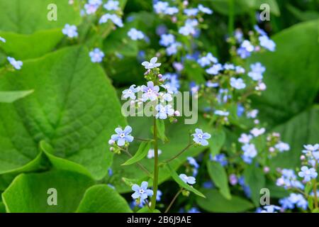 Myosotis s'est rapprochez sur fond flou. Beaucoup de fleurs alpines bleues sur un pré vert au printemps. Forget-me-not Myosotis scorpioides est en pleine floraison. Banque D'Images