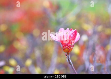 Rhododendron molle Bush fleurit dans le parc de la ville, espace de copie. Les fleurs de Сoral poussent dans le jardin. Aménagement paysager et décoration au printemps. Banque D'Images