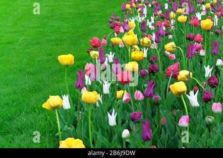 Printemps Blooming pour carte de célébration. Bordure tulipes, design artistique. Diverses tulipes sur fond de printemps. Espace de copie. Banque D'Images