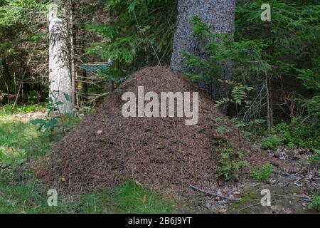 Grand anthill à côté d'un arbre dans la forêt. Anthill en automne. Banque D'Images