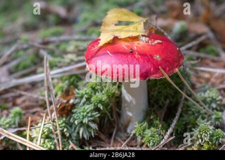 Les champignons à capuchon rouge et à tige blanche (Russula paludosa) et le bouleau d'automne jaune y partent. Banque D'Images