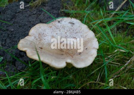 Champignons blancs avec de l'eau sur le bouchon. Eau de pluie recueillie dans le bouchon. Banque D'Images