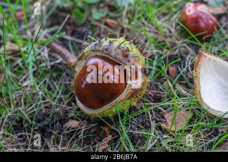 Coque de châtaignier (Aesculus) ouverte sur le sol en herbe verte. Banque D'Images