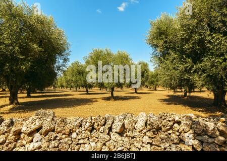 Plantation olive avec de vieux oliviers dans la région des Pouilles, Italie Banque D'Images