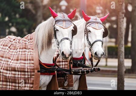 Deux magnifiques chevaux de calèche blancs décorés dans les rues centrales de Vienne, en Autriche Banque D'Images